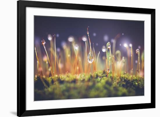 Close-Up Shot of Morning Dewdrops on Moss-Cristinagonzalez-Framed Photographic Print