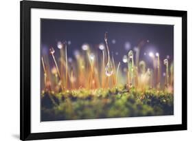 Close-Up Shot of Morning Dewdrops on Moss-Cristinagonzalez-Framed Photographic Print