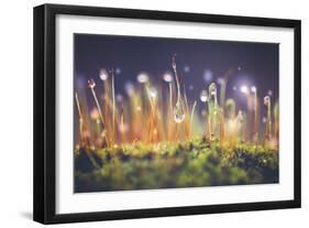 Close-Up Shot of Morning Dewdrops on Moss-Cristinagonzalez-Framed Photographic Print