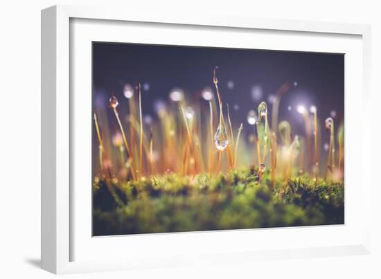 Close-Up Shot of Morning Dewdrops on Moss-Cristinagonzalez-Framed Photographic Print