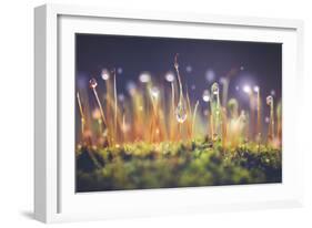 Close-Up Shot of Morning Dewdrops on Moss-Cristinagonzalez-Framed Photographic Print