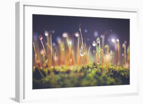 Close-Up Shot of Morning Dewdrops on Moss-Cristinagonzalez-Framed Photographic Print