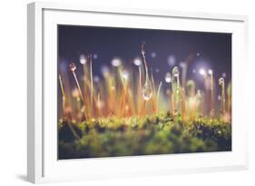 Close-Up Shot of Morning Dewdrops on Moss-Cristinagonzalez-Framed Photographic Print