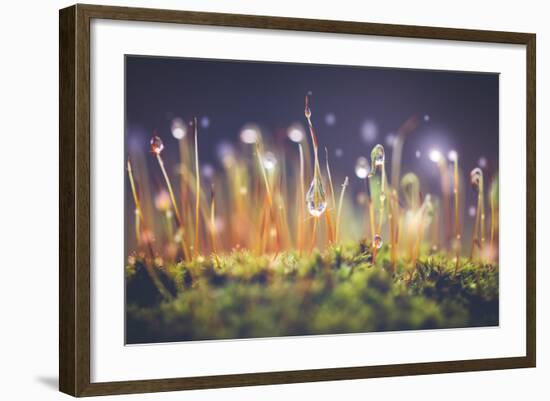 Close-Up Shot of Morning Dewdrops on Moss-Cristinagonzalez-Framed Photographic Print