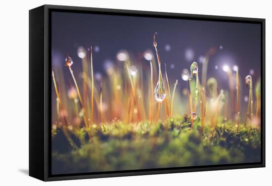 Close-Up Shot of Morning Dewdrops on Moss-Cristinagonzalez-Framed Stretched Canvas