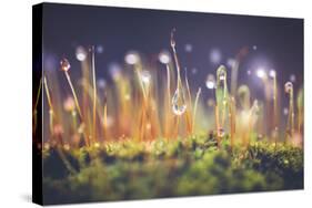 Close-Up Shot of Morning Dewdrops on Moss-Cristinagonzalez-Stretched Canvas