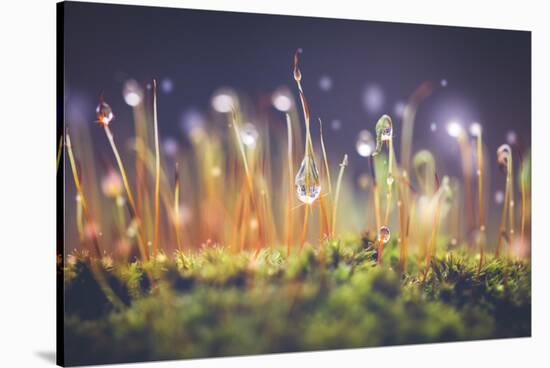 Close-Up Shot of Morning Dewdrops on Moss-Cristinagonzalez-Stretched Canvas