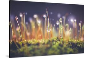 Close-Up Shot of Morning Dewdrops on Moss-Cristinagonzalez-Stretched Canvas