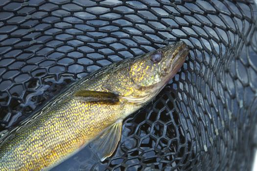 https://imgc.allpostersimages.com/img/posters/close-up-shot-of-nice-walleye-in-a-fishing-net_u-L-Q1048MD0.jpg?artHeight=350&artPerspective=n&artWidth=550&background=fbfbfb