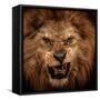 Close-Up Shot Of Roaring Lion-NejroN Photo-Framed Stretched Canvas