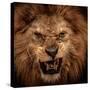 Close-Up Shot Of Roaring Lion-NejroN Photo-Stretched Canvas