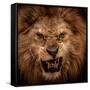 Close-Up Shot Of Roaring Lion-NejroN Photo-Framed Stretched Canvas