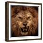 Close-Up Shot Of Roaring Lion-NejroN Photo-Framed Premium Photographic Print