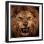 Close-Up Shot Of Roaring Lion-NejroN Photo-Framed Premium Photographic Print