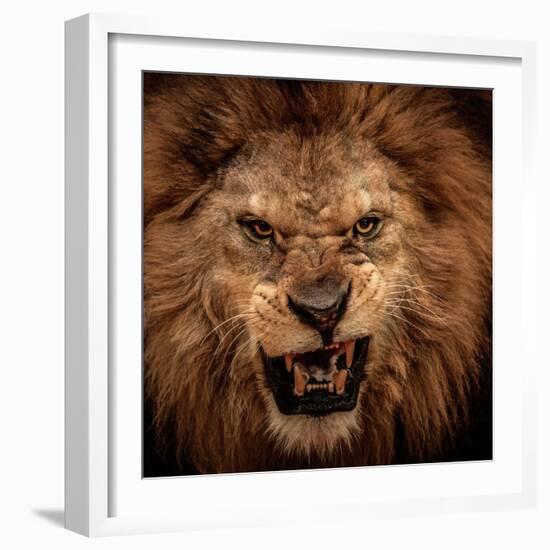 Close-Up Shot Of Roaring Lion-NejroN Photo-Framed Premium Photographic Print