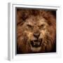 Close-Up Shot Of Roaring Lion-NejroN Photo-Framed Premium Photographic Print