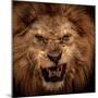 Close-Up Shot Of Roaring Lion-NejroN Photo-Mounted Premium Photographic Print