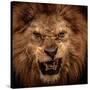 Close-Up Shot Of Roaring Lion-NejroN Photo-Stretched Canvas