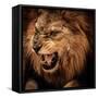 Close-Up Shot of Roaring Lion-NejroN Photo-Framed Stretched Canvas
