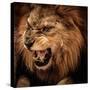 Close-Up Shot of Roaring Lion-NejroN Photo-Stretched Canvas