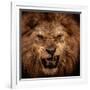 Close-Up Shot Of Roaring Lion-NejroN Photo-Framed Photographic Print