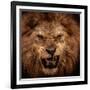 Close-Up Shot Of Roaring Lion-NejroN Photo-Framed Photographic Print