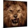 Close-Up Shot Of Roaring Lion-NejroN Photo-Mounted Photographic Print