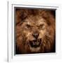 Close-Up Shot Of Roaring Lion-NejroN Photo-Framed Photographic Print