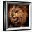 Close-Up Shot of Roaring Lion-NejroN Photo-Framed Photographic Print