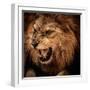 Close-Up Shot of Roaring Lion-NejroN Photo-Framed Photographic Print