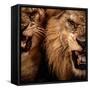 Close-Up Shot Of Two Roaring Lion-NejroN Photo-Framed Stretched Canvas