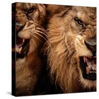 Close-Up Shot Of Two Roaring Lion-NejroN Photo-Stretched Canvas