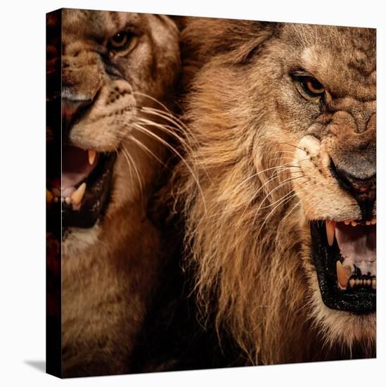 Close-Up Shot Of Two Roaring Lion-NejroN Photo-Stretched Canvas