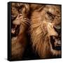 Close-Up Shot Of Two Roaring Lion-NejroN Photo-Framed Stretched Canvas