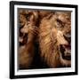 Close-Up Shot Of Two Roaring Lion-NejroN Photo-Framed Photographic Print