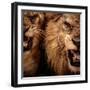 Close-Up Shot Of Two Roaring Lion-NejroN Photo-Framed Photographic Print