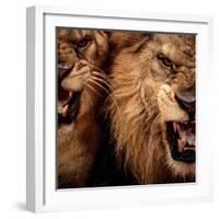 Close-Up Shot Of Two Roaring Lion-NejroN Photo-Framed Photographic Print