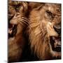 Close-Up Shot Of Two Roaring Lion-NejroN Photo-Mounted Photographic Print