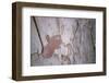 Close-Up Showing the Ankh, Symbol of Life, Being Offered to Sethos I, New Kingdom-Walter Rawlings-Framed Photographic Print