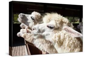 Close up Side View Face of Llama Alpacas in Ranch Farm-khunaspix-Stretched Canvas