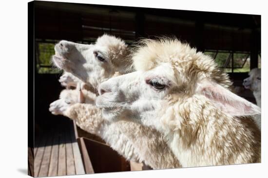 Close up Side View Face of Llama Alpacas in Ranch Farm-khunaspix-Stretched Canvas