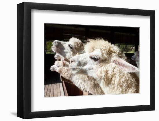 Close up Side View Face of Llama Alpacas in Ranch Farm-khunaspix-Framed Photographic Print