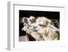 Close up Side View Face of Llama Alpacas in Ranch Farm-khunaspix-Framed Photographic Print