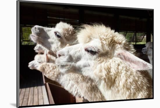 Close up Side View Face of Llama Alpacas in Ranch Farm-khunaspix-Mounted Photographic Print