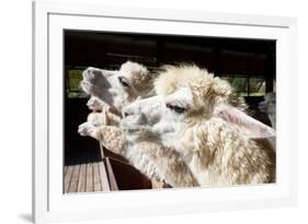 Close up Side View Face of Llama Alpacas in Ranch Farm-khunaspix-Framed Photographic Print