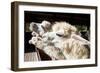 Close up Side View Face of Llama Alpacas in Ranch Farm-khunaspix-Framed Photographic Print