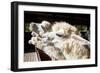 Close up Side View Face of Llama Alpacas in Ranch Farm-khunaspix-Framed Photographic Print