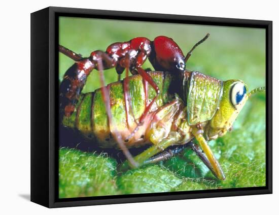 Close Up Side View of a Driver Ant Attacking a Grasshopper, Africa-Carlo Bavagnoli-Framed Stretched Canvas