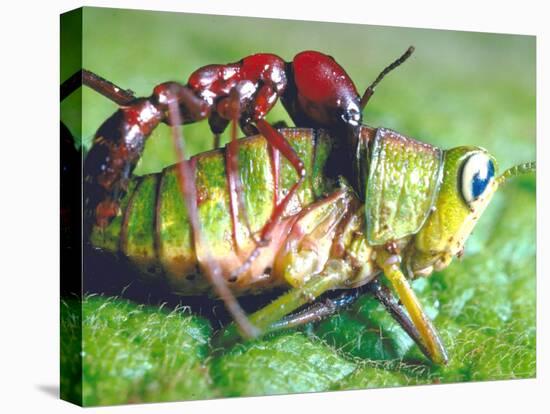 Close Up Side View of a Driver Ant Attacking a Grasshopper, Africa-Carlo Bavagnoli-Stretched Canvas