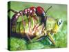 Close Up Side View of a Driver Ant Attacking a Grasshopper, Africa-Carlo Bavagnoli-Stretched Canvas